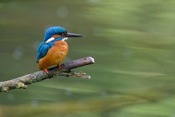 Common Kingfisher sitting on a branch overlooking a small pond. by Sjoerd van der Wal