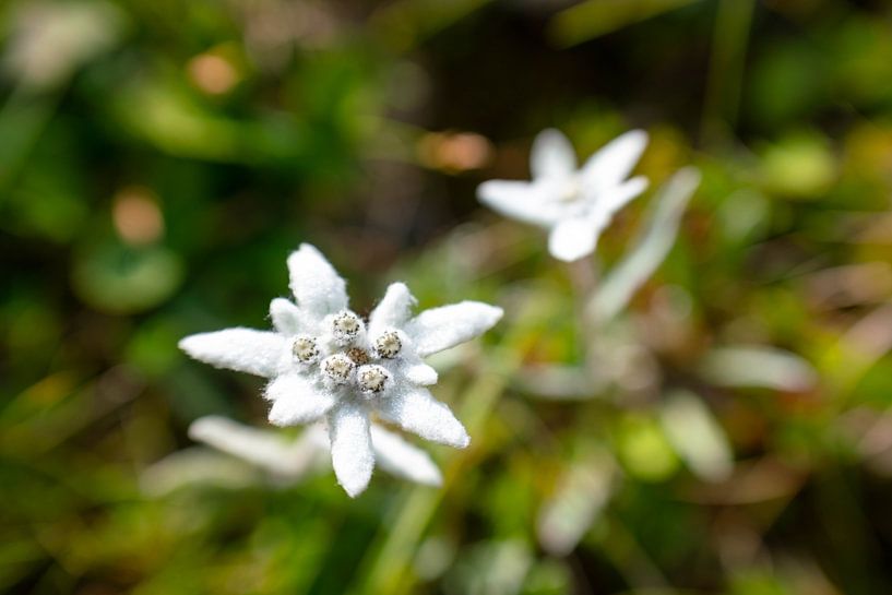 Edelweiss in South Tyrol by Leo Schindzielorz