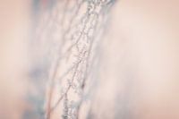 Ein verbrauchtes Blatt, bedeckt mit Eis