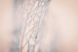 Een uitgebloeid blad bedekt met ijs