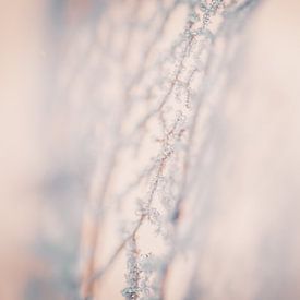 Ein verbrauchtes Blatt, bedeckt mit Eis von Nadia Feys
