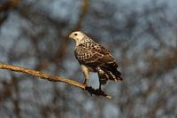 Buzzard (blonde)