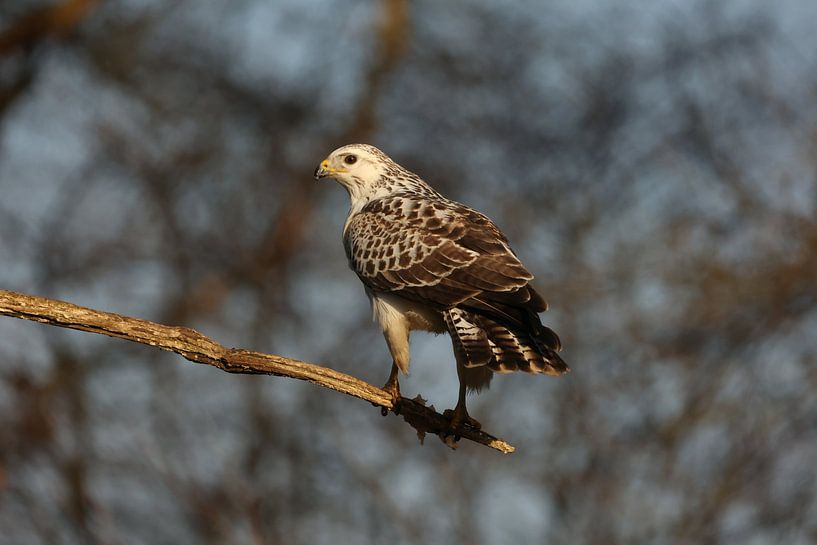 Buzzard (blonde) by Ellie Wagtho