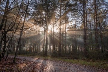 Chemin forestier d'automne dans la Brunssummerheide et les rayons du soleil sur John van de Gazelle fotografie