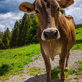 BRAUNVIEH von Ullrich Gnoth