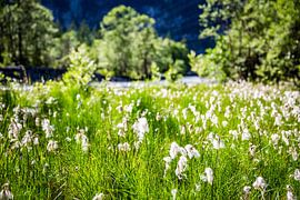 Cotton grass in Soft Alpine Light by Patrick Kilb