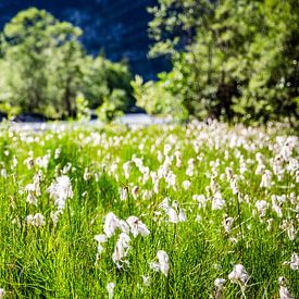 Linaigrette dans la douce lumière des Alpes sur Patrick Kilb