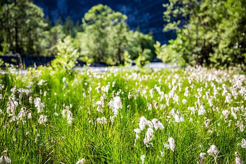 Linaigrette dans la douce lumière des Alpes