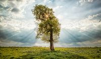 The lonely tree  van Ben van Sambeek thumbnail