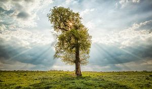 Der einsame Baum  von Ben van Sambeek