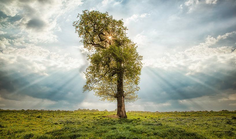 The lonely tree  van Ben van Sambeek