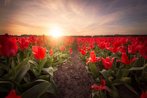 Rote Tulpen bei Sonnenuntergang.