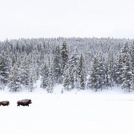 Follow the leader, bisons in Yellowstone sur Sjaak den Breeje