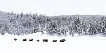 Follow the leader, bisons in Yellowstone van Sjaak den Breeje