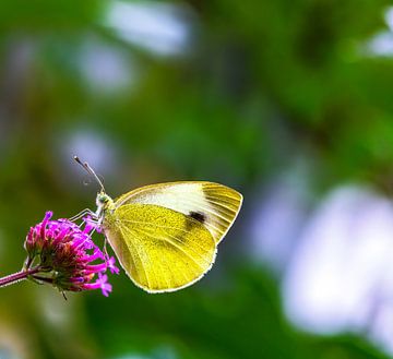 Makro von einem Kohlweißling Schmetterling von ManfredFotos