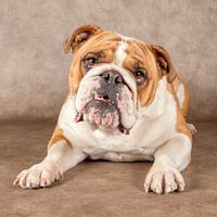 Engelse Buldog