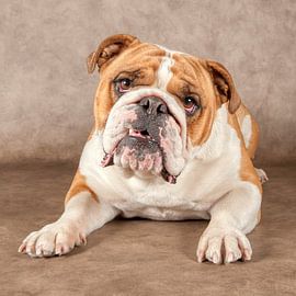Englische Bulldogge von Tony Wuite