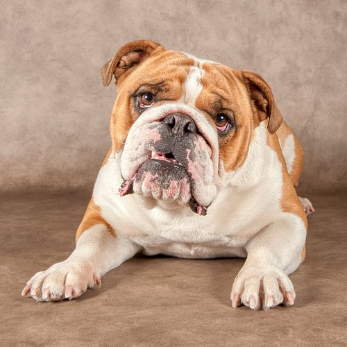 English Bulldog