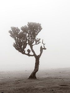 Foggy tree II