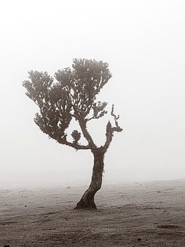 Foggy tree II von Michael Schulz-Dostal