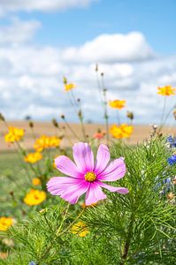 Sommerblumen in Rosa und Goldgelb auf einem Melonenfeld in Frankreich.