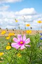 Sommerblumen in Rosa und Goldgelb auf einem Melonenfeld in Frankreich. von Christa Stroo photography Miniaturansicht