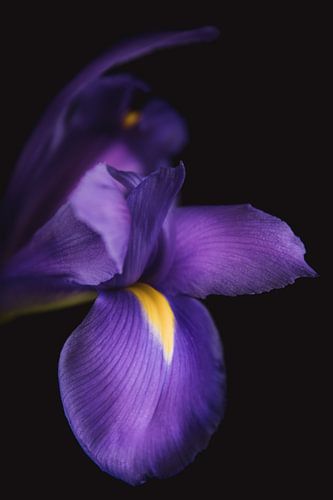 Paarse Iris – Fine Art Bloemportret