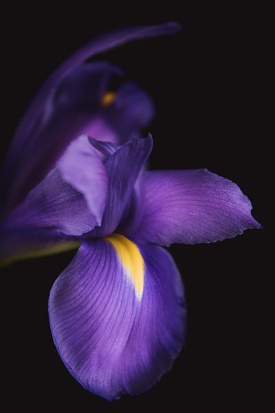 Fine art Iris by Sandra Hazes