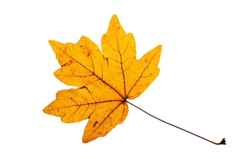 Ahornblatt in Herbstgelb auf Weiß von Alexander Baumann
