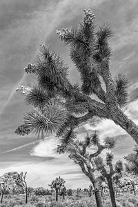 Joshua Tree National Park | monochromatique sur Melanie Viola