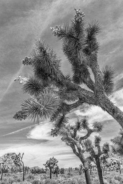 Joshua Tree National Park | Monochrom von Melanie Viola