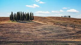 Toscane van Manjik Pictures