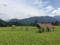 Rice field