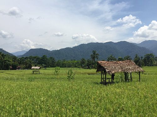 Reisfeld von Christine Volpert