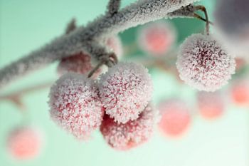 Zieräpfel mit reifen Früchten