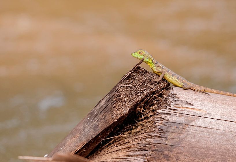 Groene leguaan by Maarten Verhees
