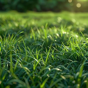 Schöne verschwommene Hintergrundbild des Frühlings Natur mit einem ordentlich getrimmt Rasen von Bäumen an einem hellen sonnigen Tag umgeben.