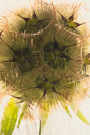 Fruit Stand Garlic in Ice 3