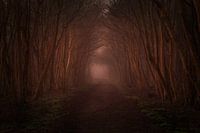 A travers la forêt