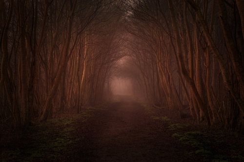 Door het bos van Ruud van der Nat