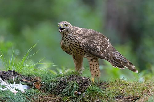 Hawk with Prey