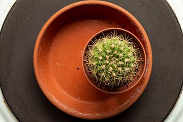 mon petit cactus vert sur Christoph Jirjahlke