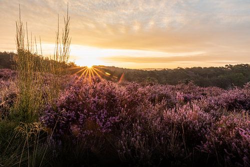 the heath at its most beautiful! by Stephanie Prozee