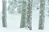 Neige et cristaux de glace sur les pins dans la neige