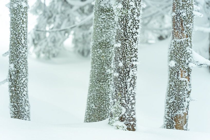 Schnee und Eiskristalle oder Raureif auf Kiefern im Schnee von André Post