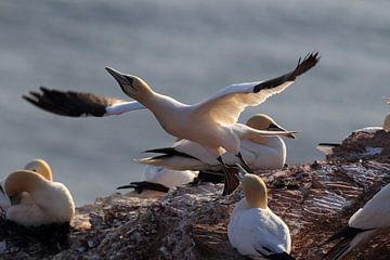 Gannets Helgoland Island Germany by Frank Fichtmüller