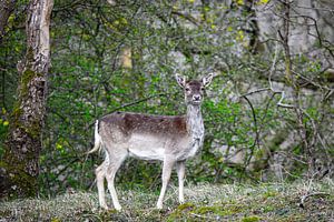 Rotwild von Janine Bekker Photography