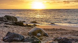 Hawaiiaanse groene zeeschildpad.
