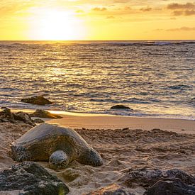 Hawaiiaanse groene zeeschildpad. van Jaap van den Berg