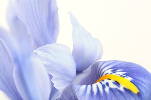 Iris vor weißem Hintergrund
